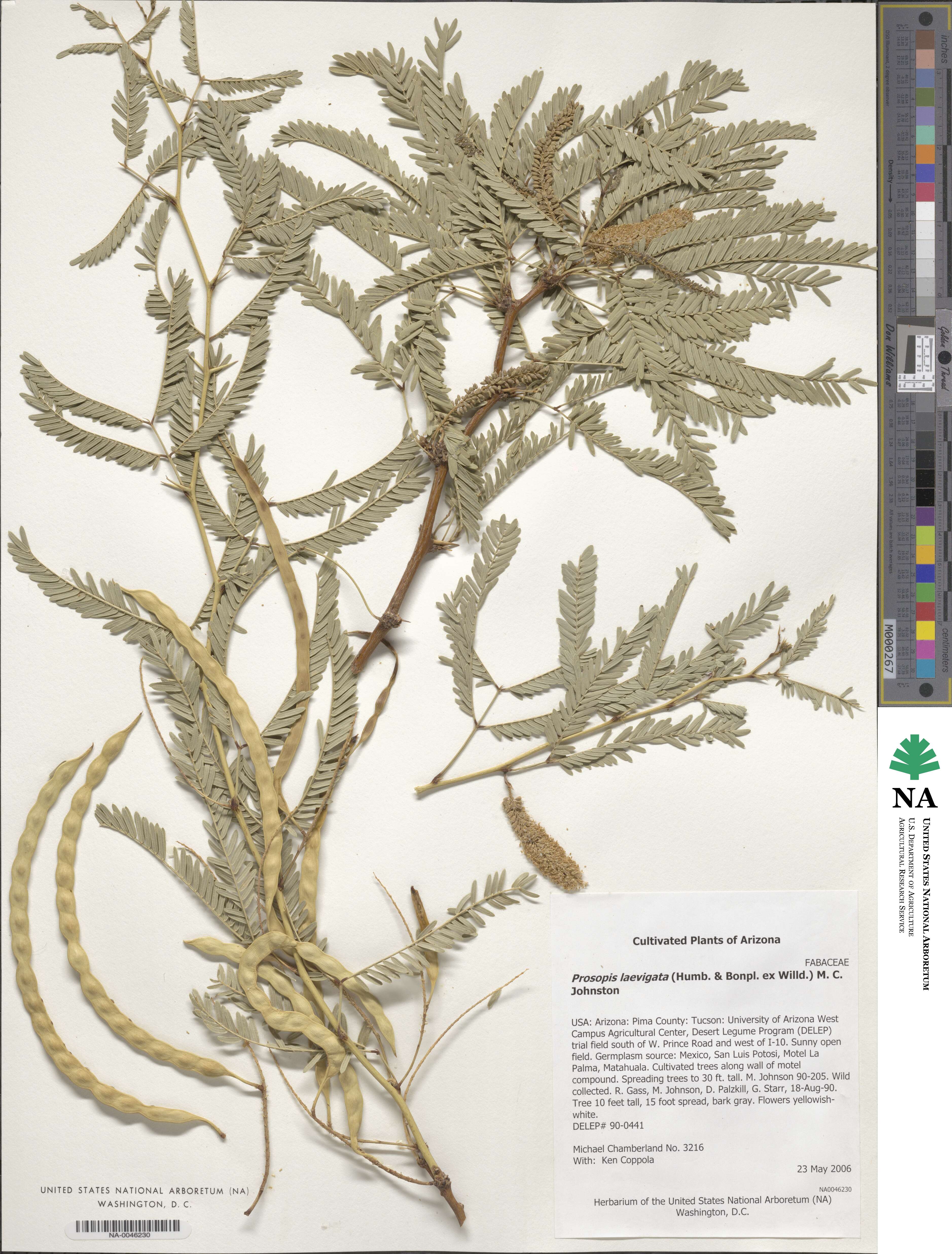 Prosopis laevigata image