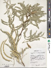 Prosopis laevigata image