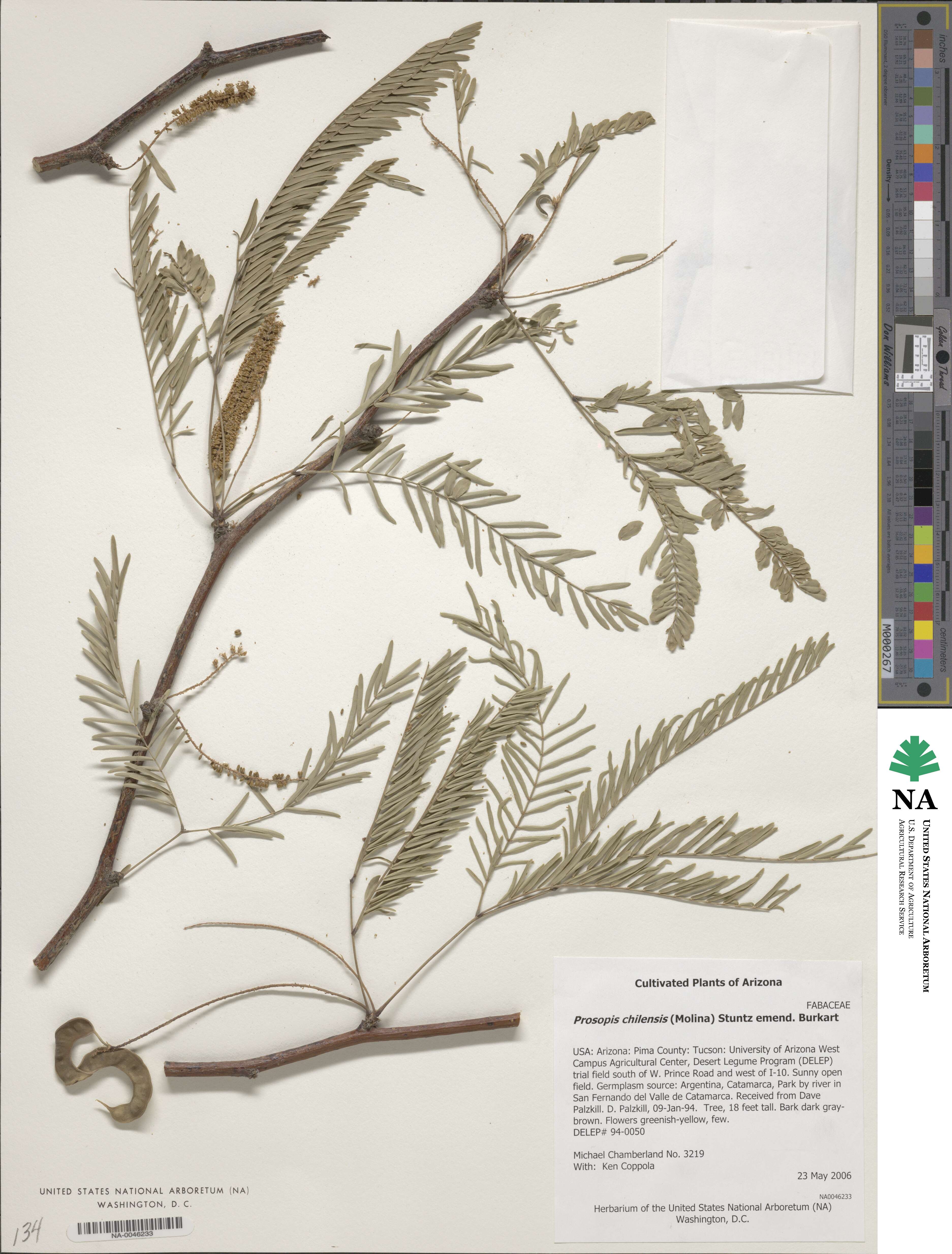Prosopis image