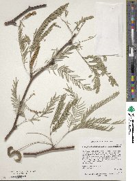 Prosopis chilensis image