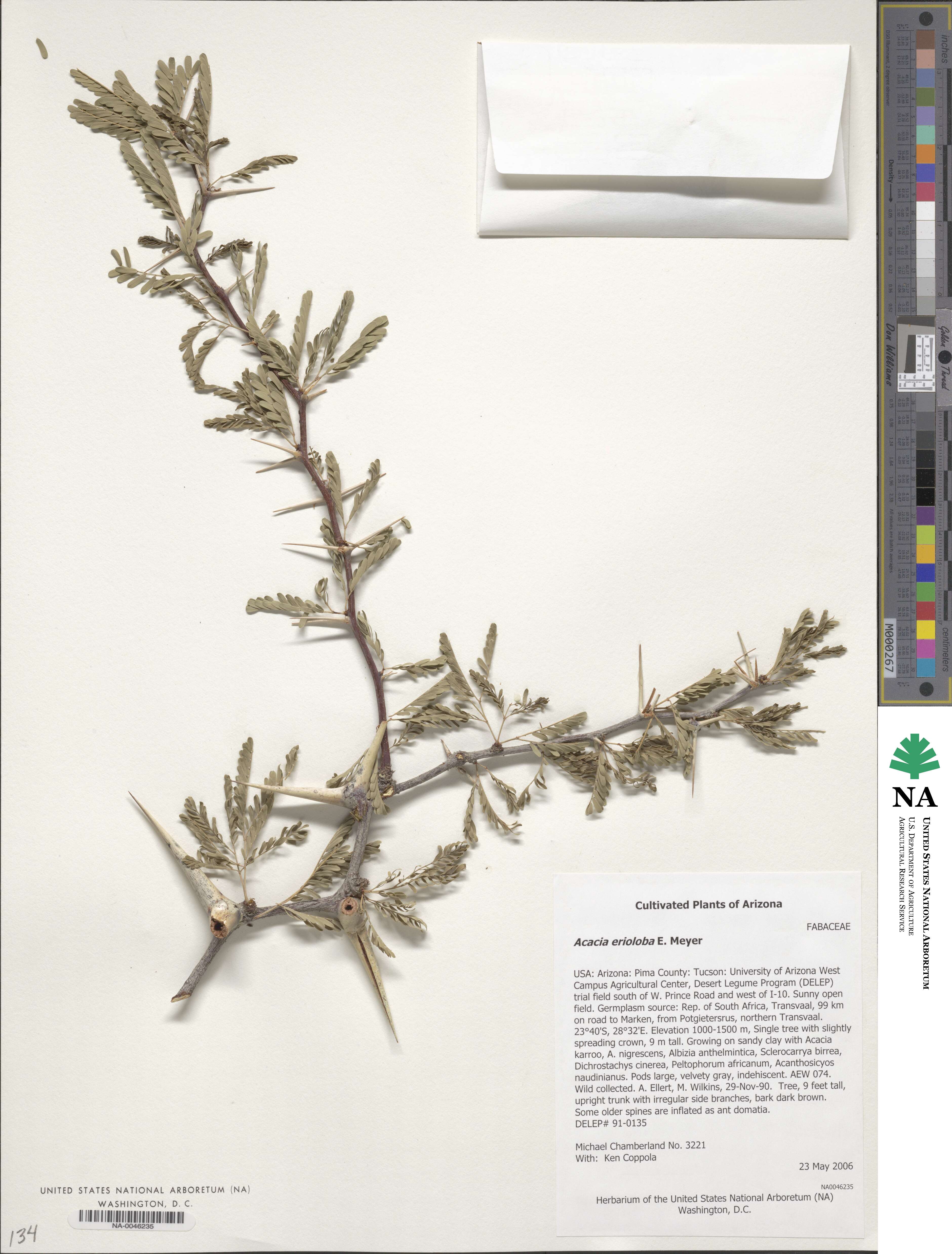 Acacia erioloba image