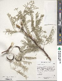 Prosopis flexuosa image