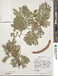 Leucaena retusa image