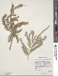 Image of Eysenhardtia orthocarpa