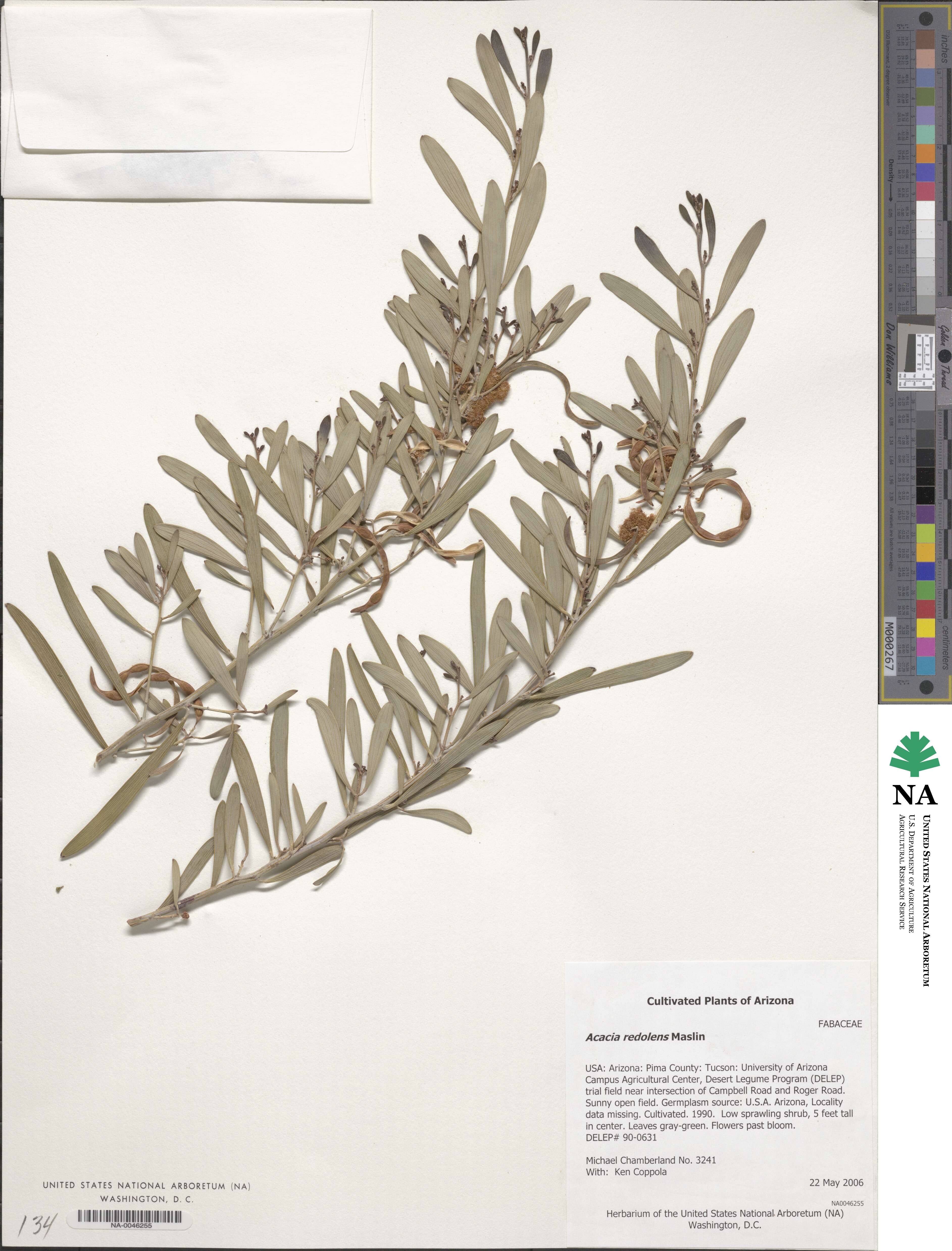 Acacia redolens image