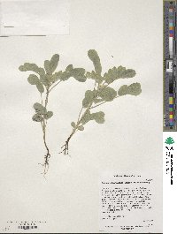 Senna lindheimeriana image