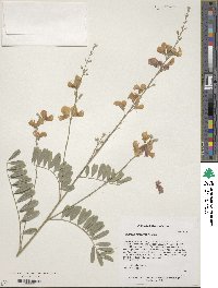 Tephrosia leiocarpa image