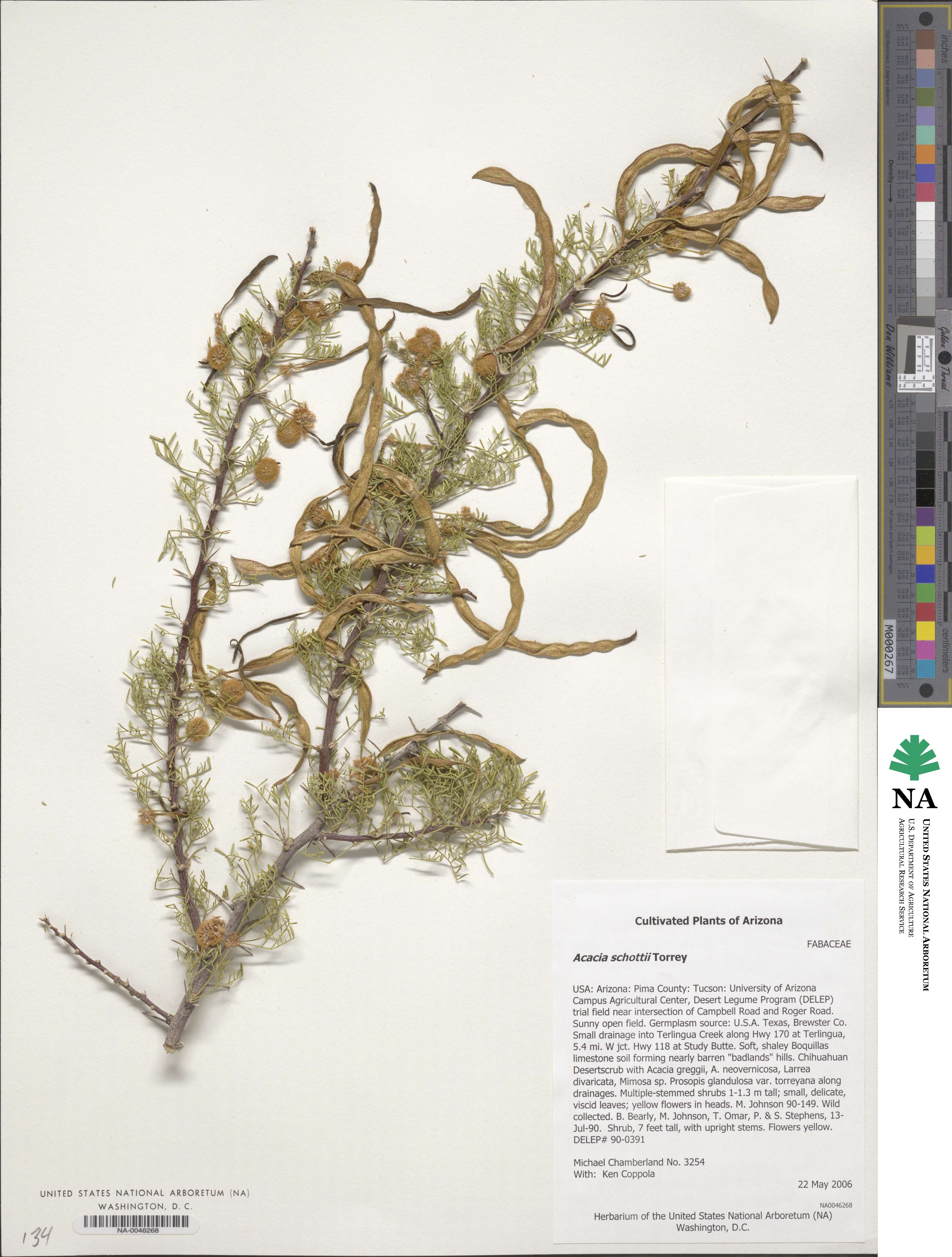 Vachellia schottii image