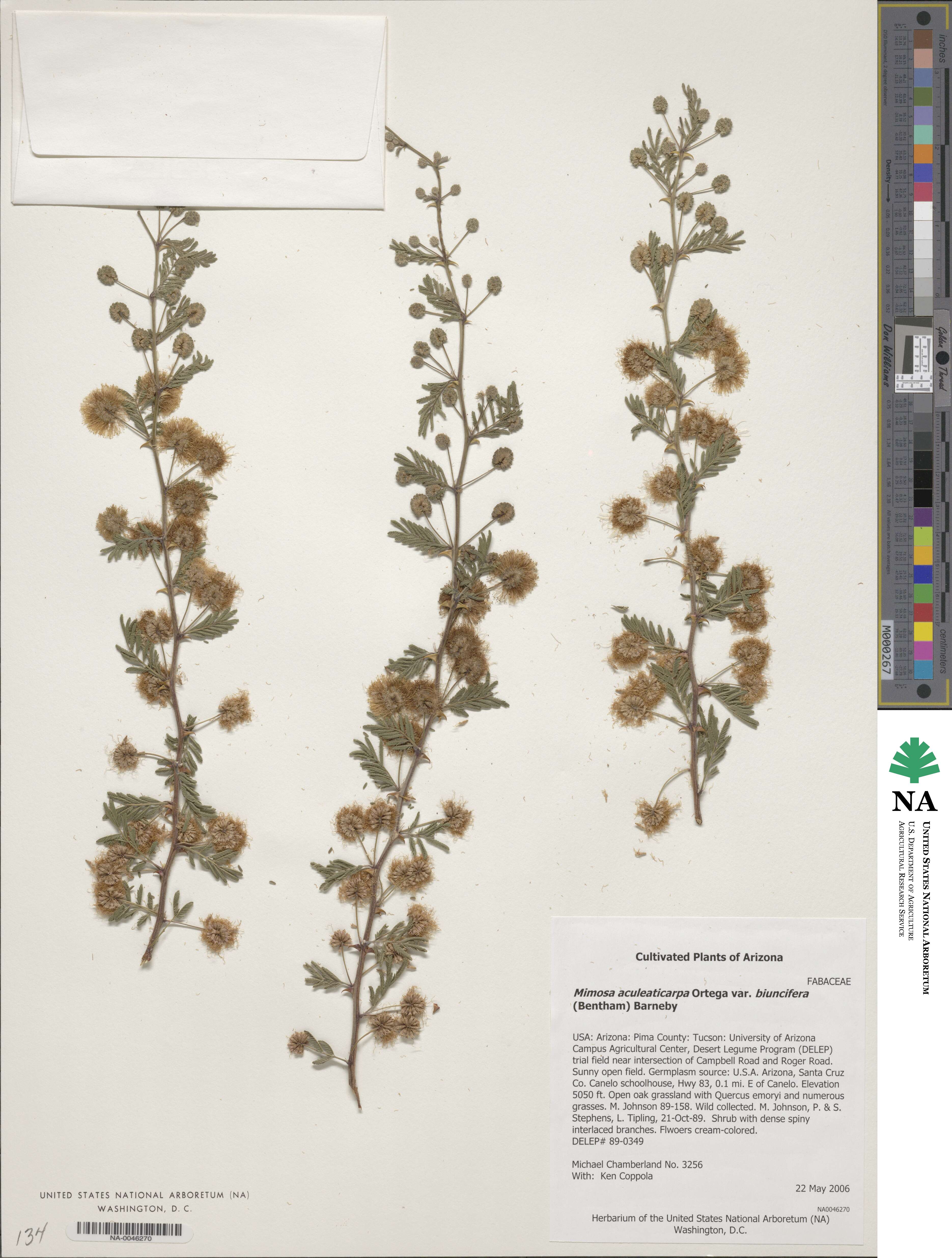 Mimosa biuncifera image