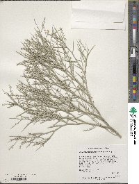 Psorothamnus spinosus image