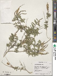 Eysenhardtia texana image