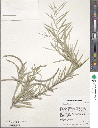 Image of Acacia cana