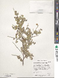 Bauhinia lunarioides image