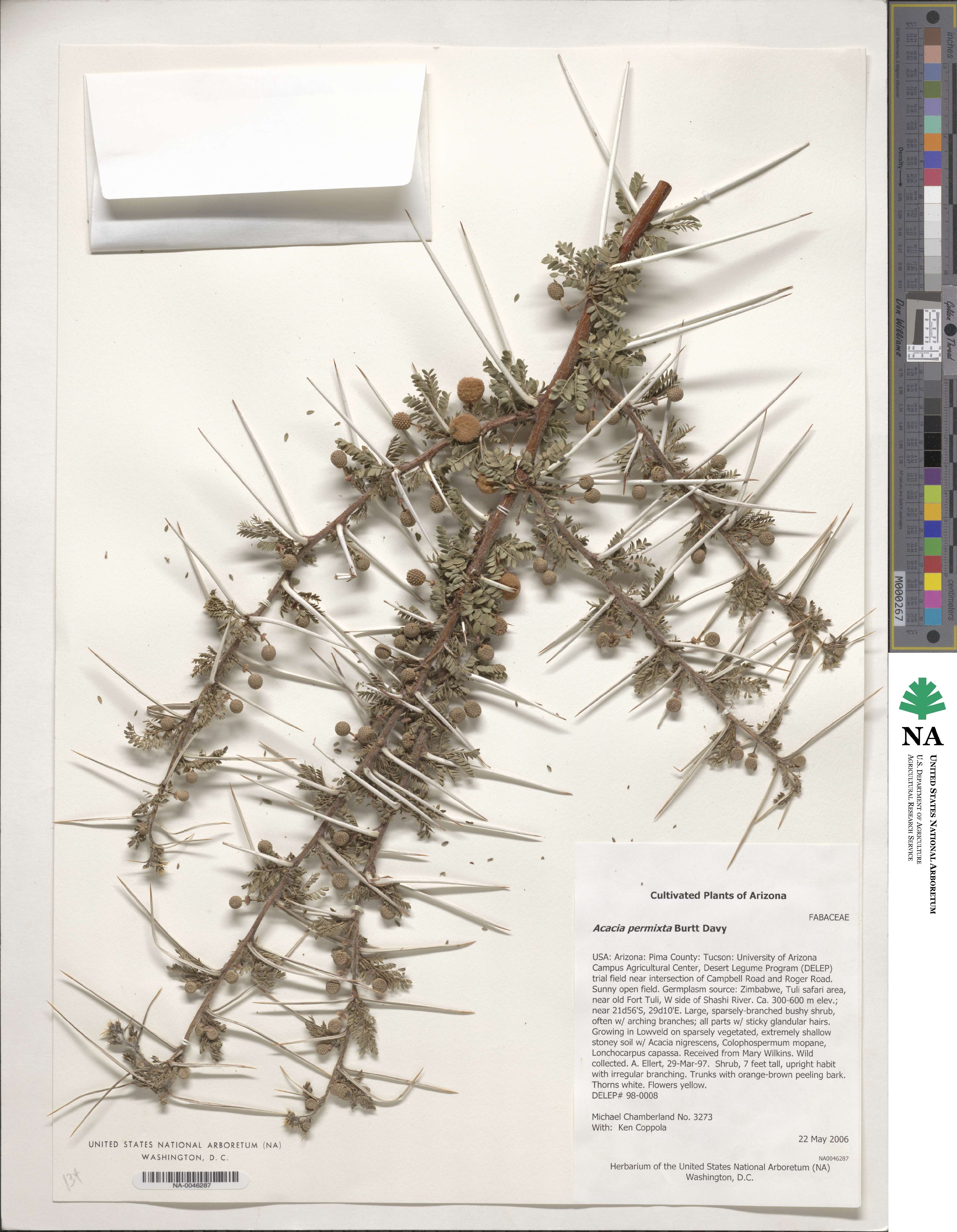 Vachellia permixta image