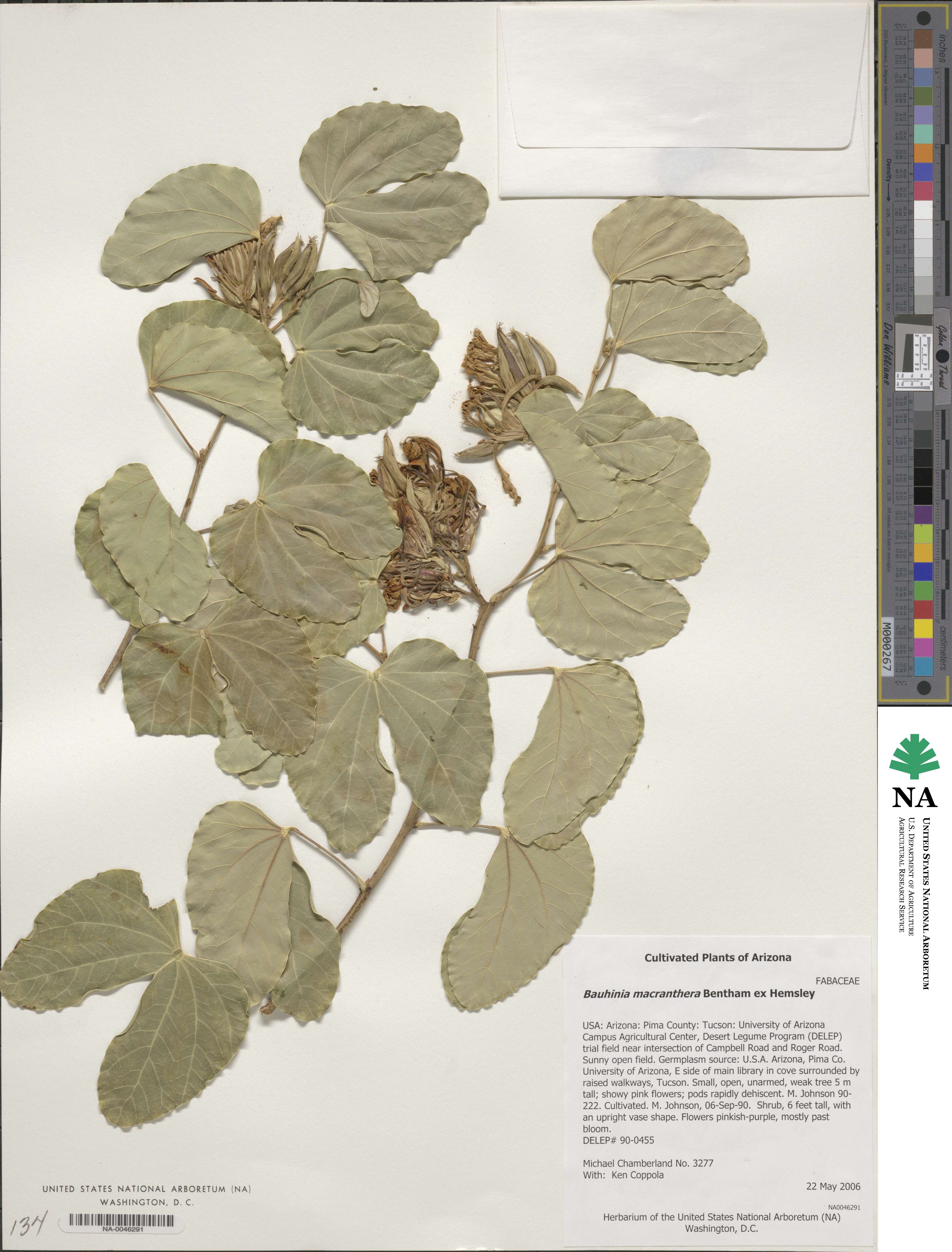 Bauhinia macranthera image