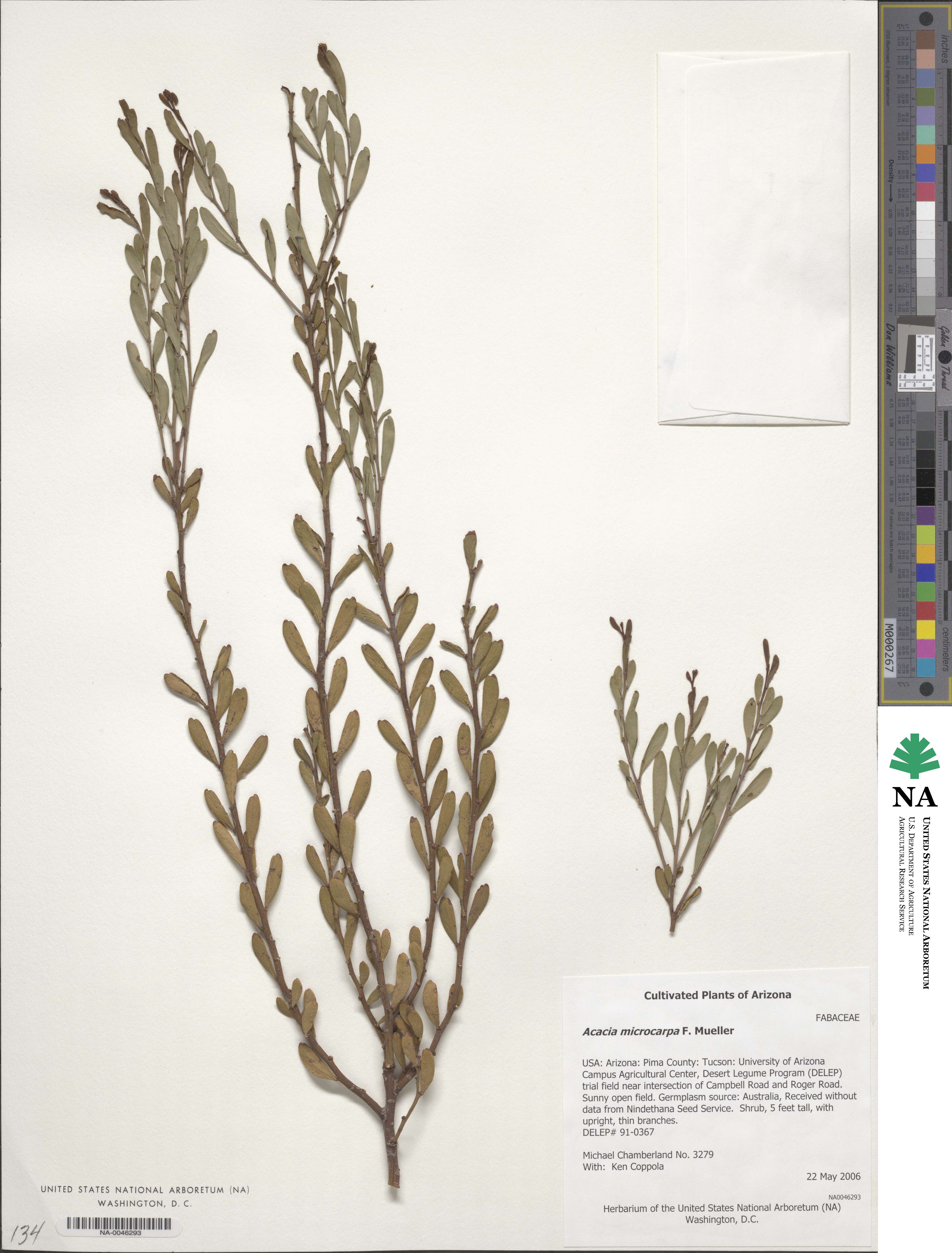 Acacia microcarpa image