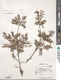 Senna costata image