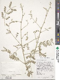 Mimosa malacophylla image