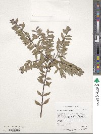 Image of Acacia brachybotrya