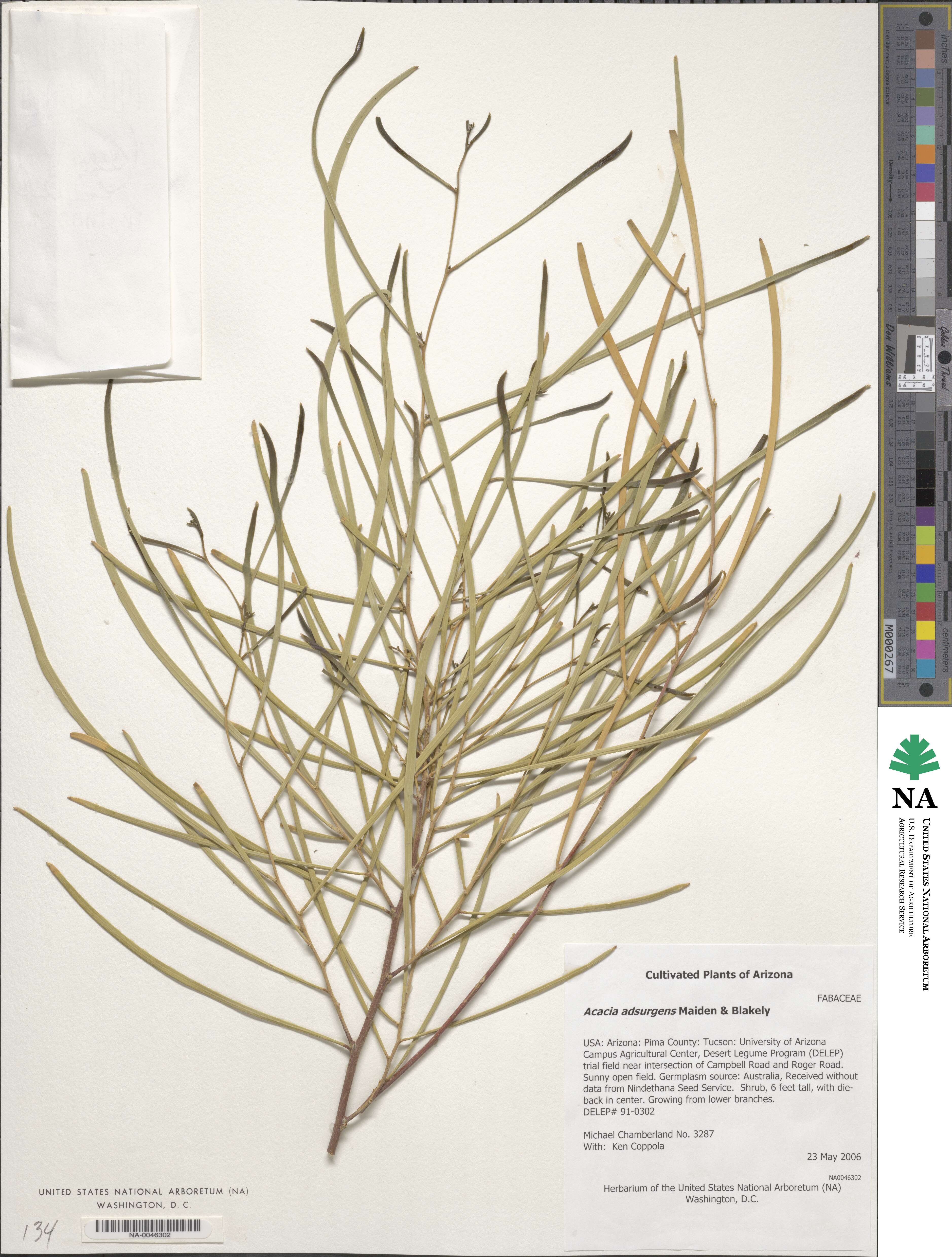 Acacia adsurgens image