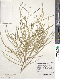 Image of Acacia adsurgens