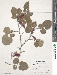 Cercis canadensis subsp. mexicana image