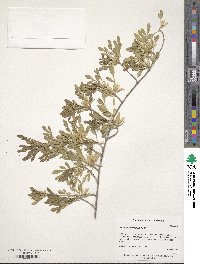 Fraxinus greggii image