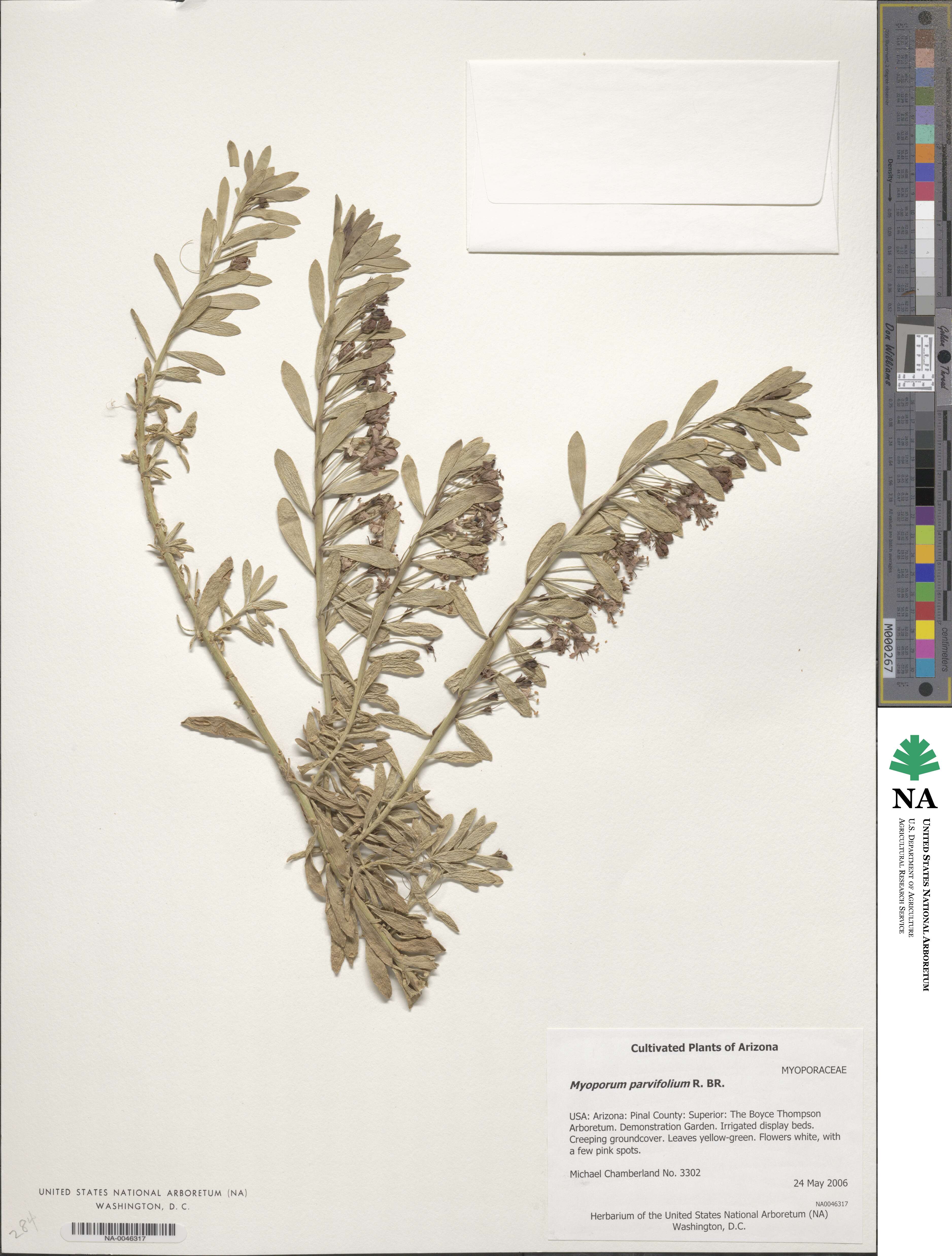 Myoporum parvifolium image