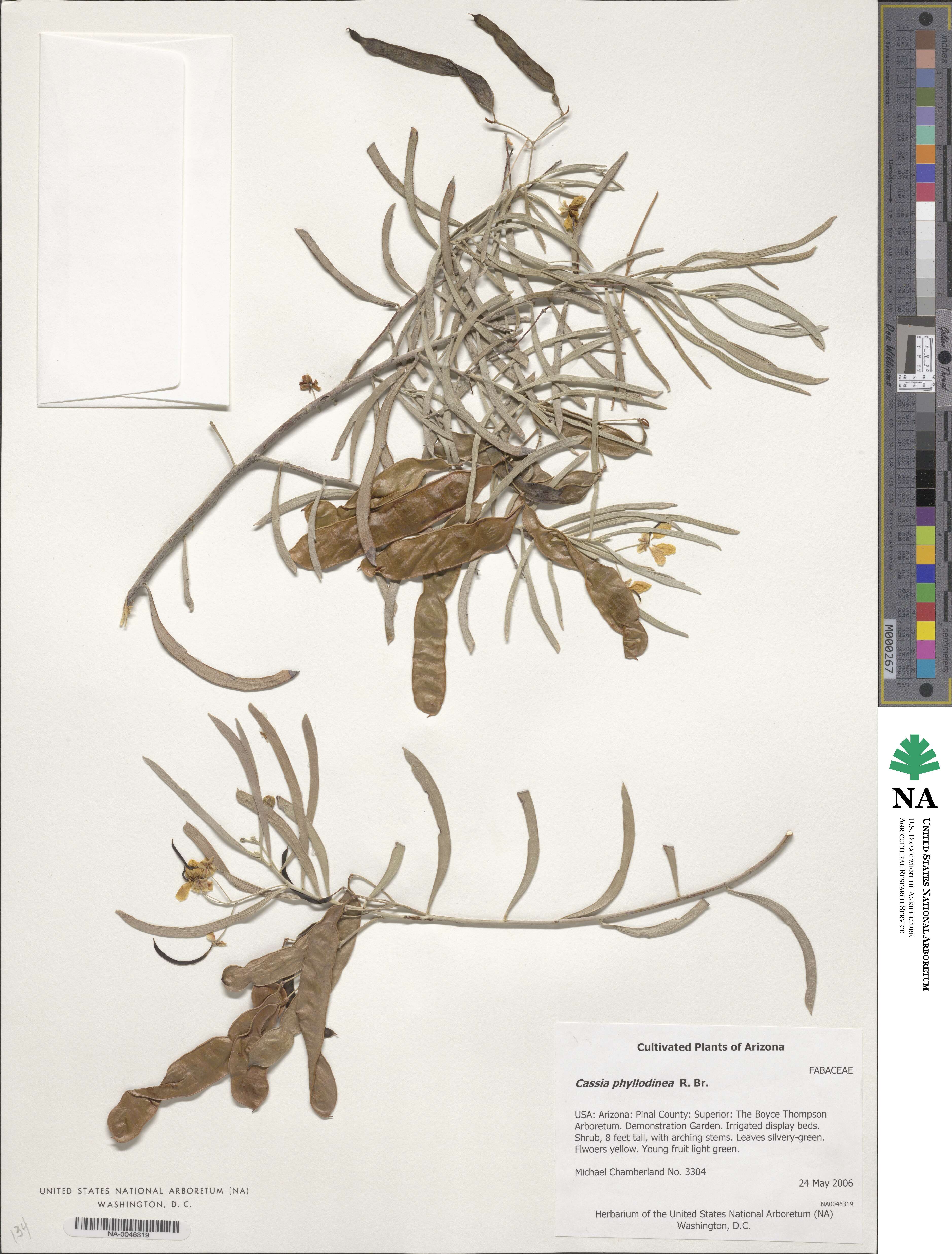 Senna phyllodinea image
