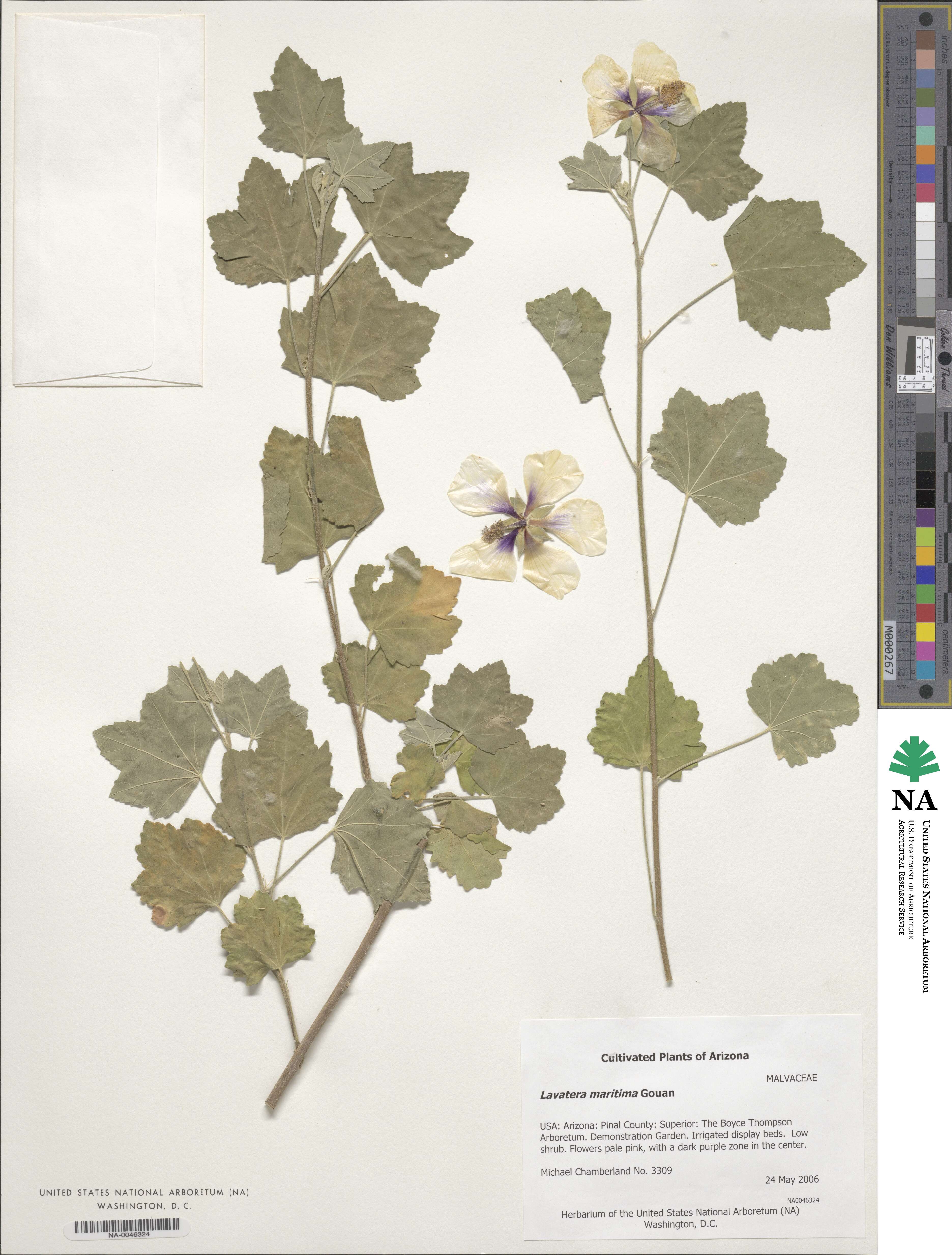 Malva maritima image