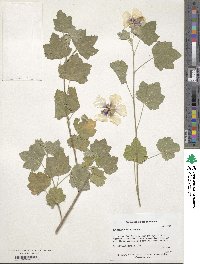 Malva maritima image