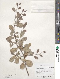 Tricerma phyllanthoides image