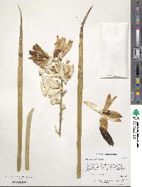 Yucca rostrata image