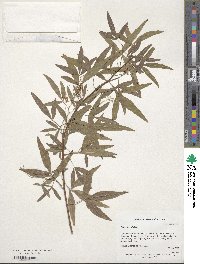 Image of Rhus pendulina