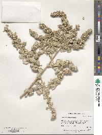 Atriplex falcata image