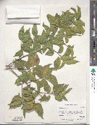 Image of Celtis reticulata