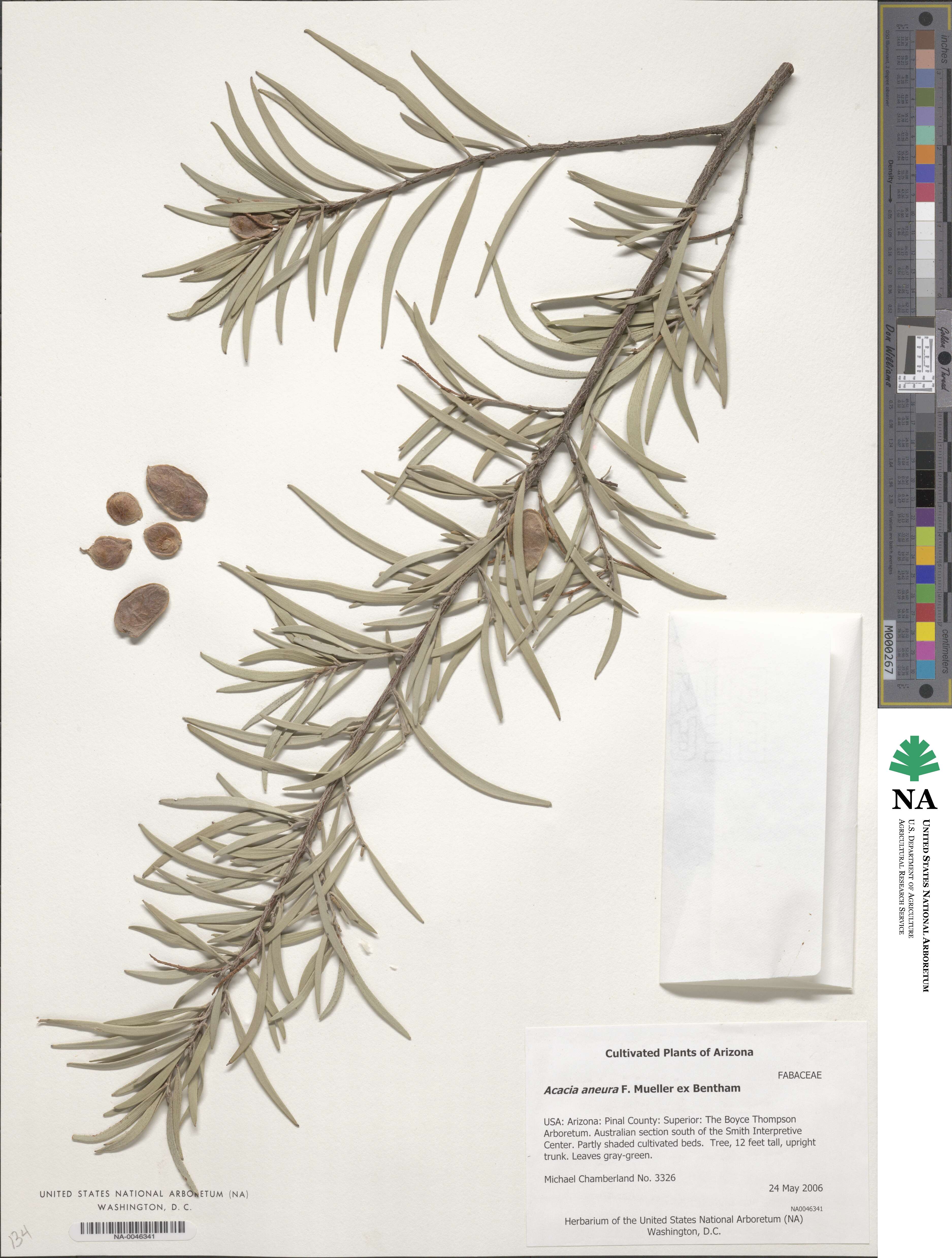 Acacia aneura image