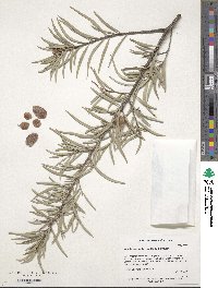 Acacia aneura image