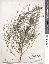 Image of Acacia calamifolia