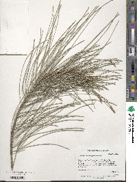 Image of Casuarina cunninghamiana