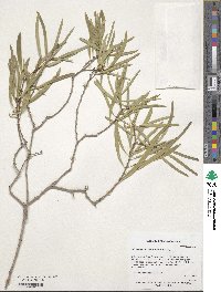 Pittosporum phillyraeoides image