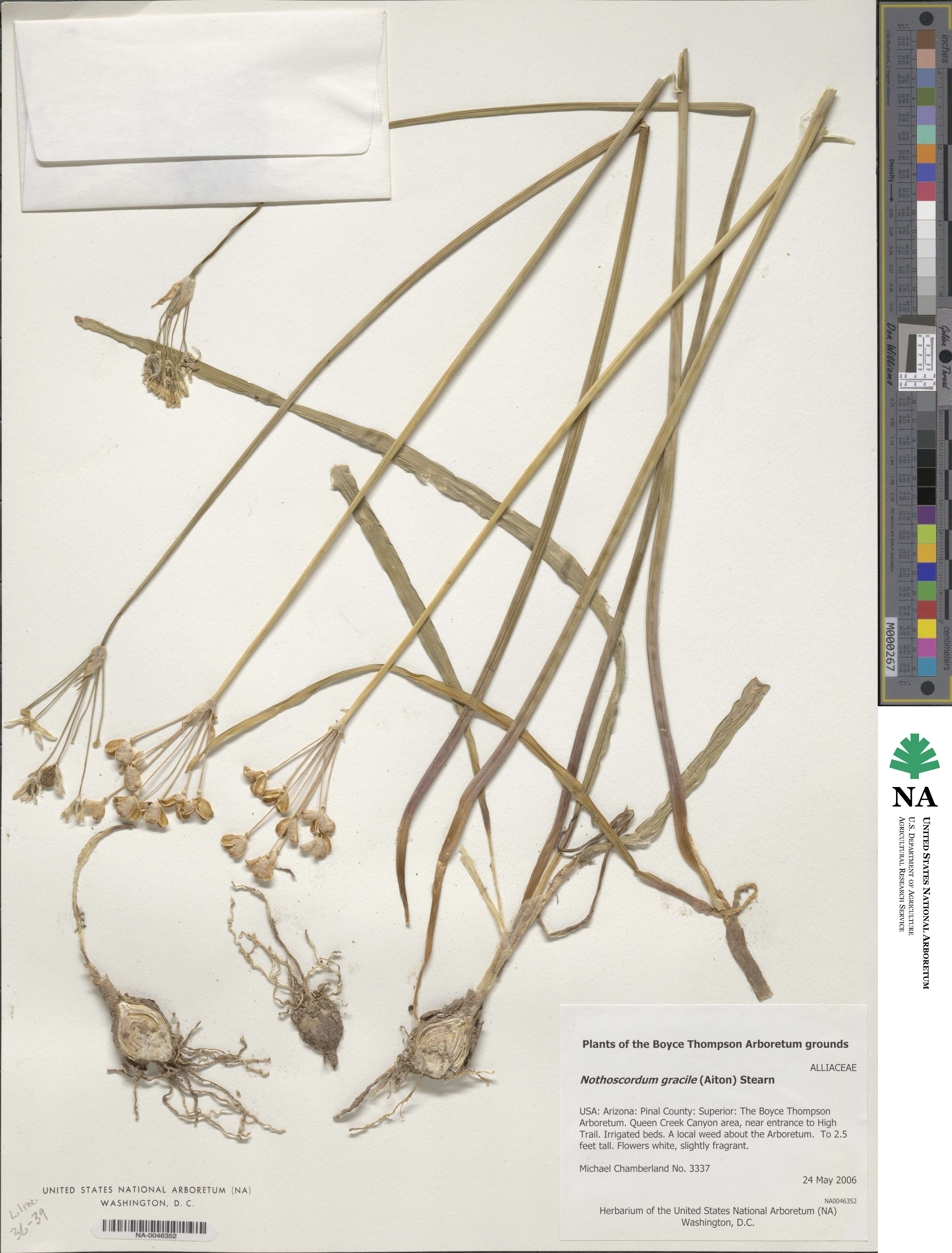 Nothoscordum gracile image