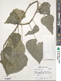 Hedera canariensis image