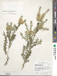 Melaleuca styphelioides image