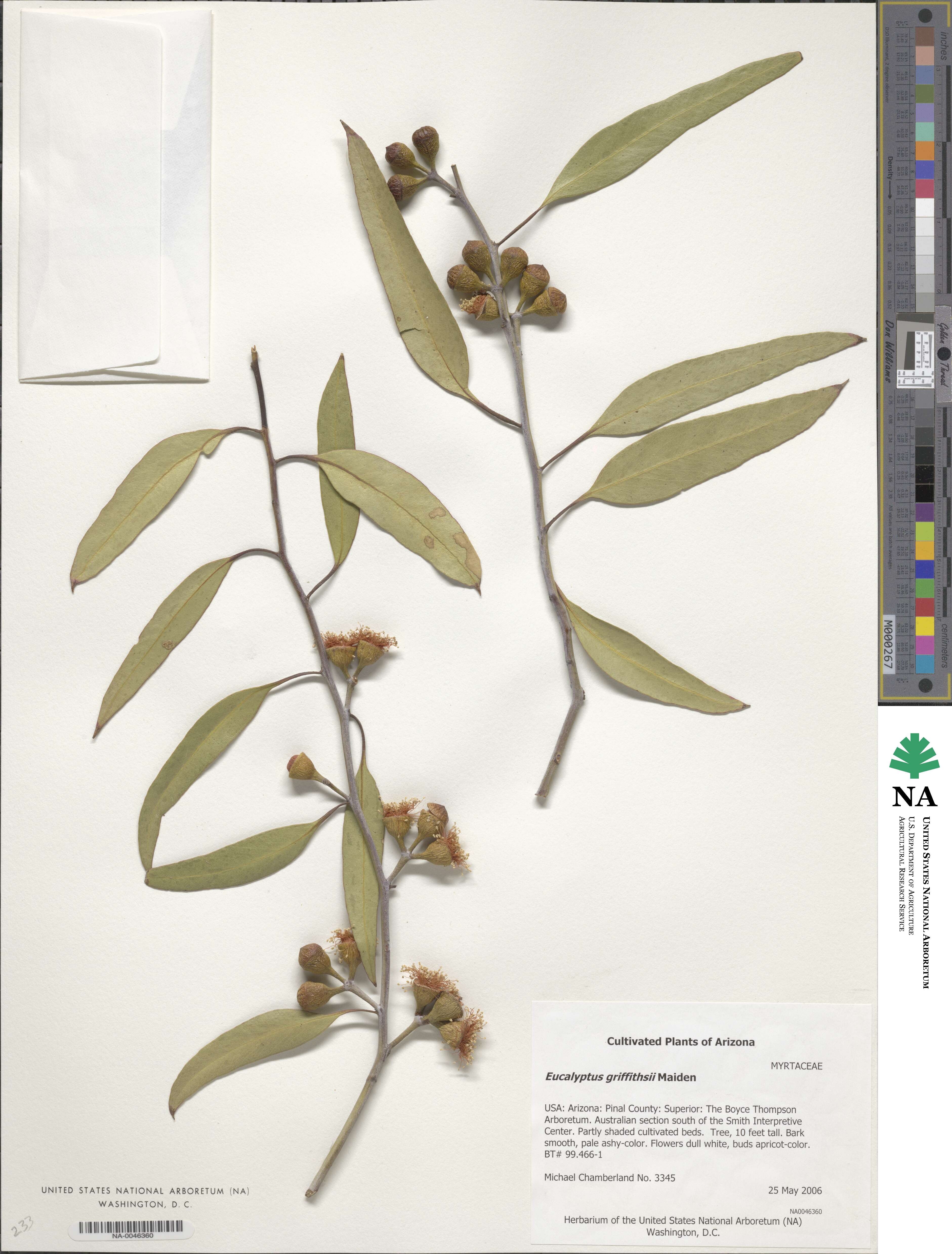 Eucalyptus griffithsii image