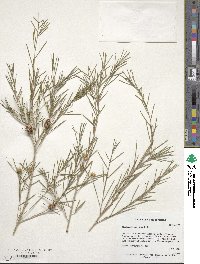 Melaleuca uncinata image