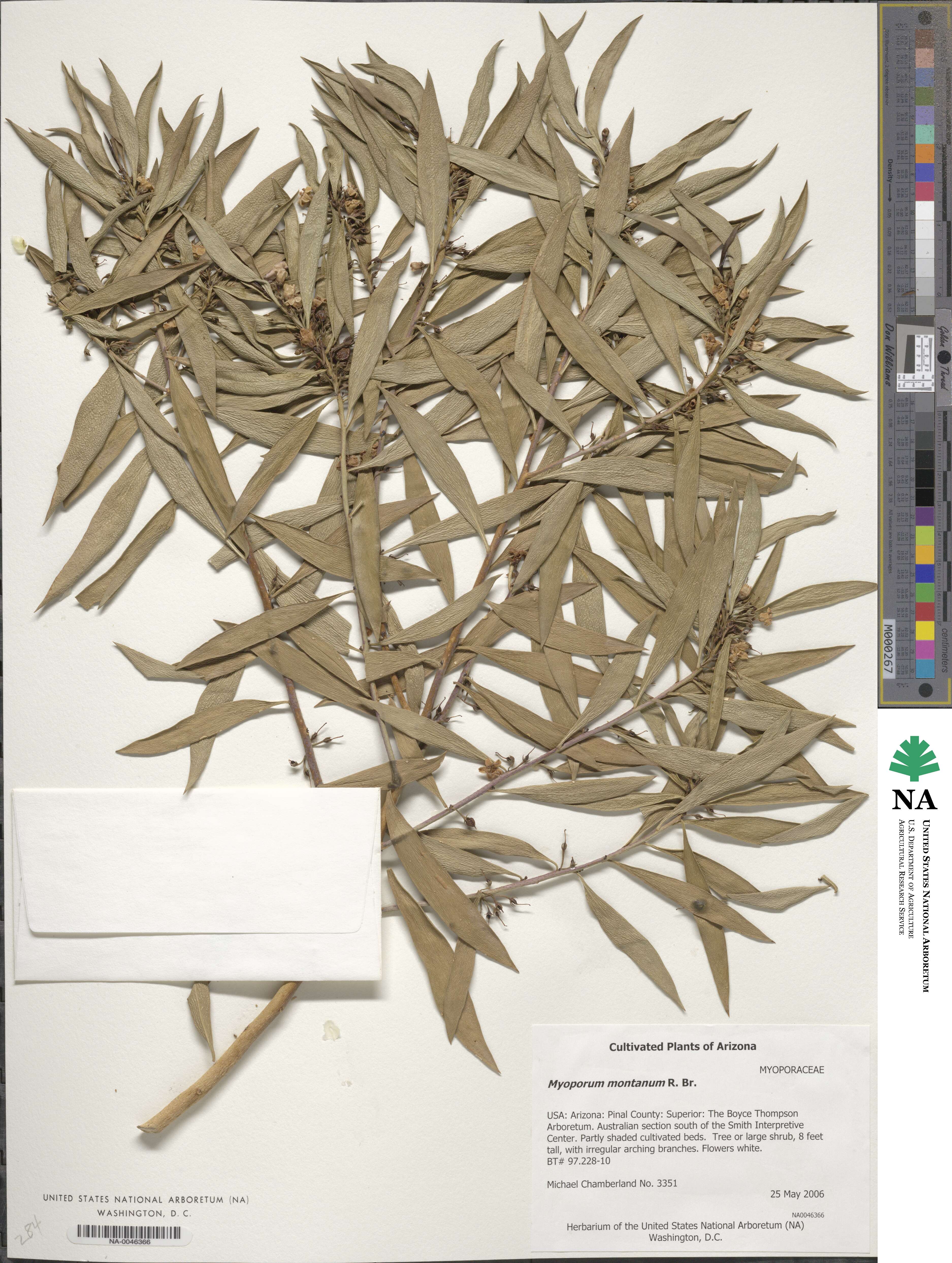 Myoporum tenuifolium image