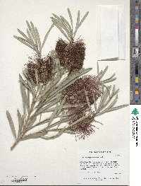 Callistemon phoeniceus image