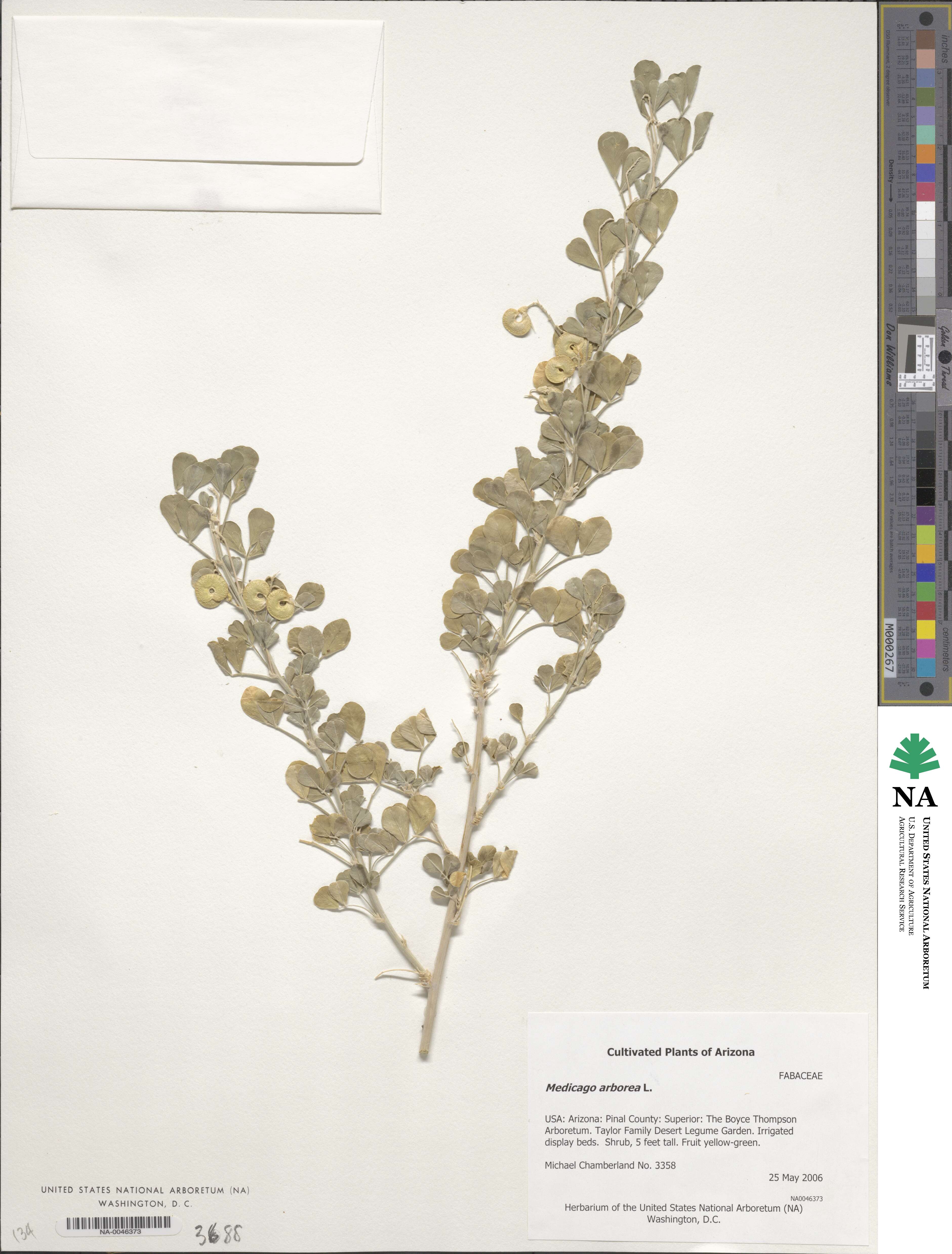 Medicago arborea image
