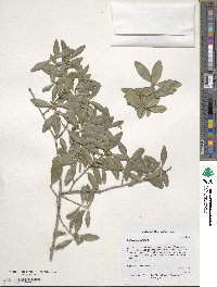 Image of Phillyrea latifolia